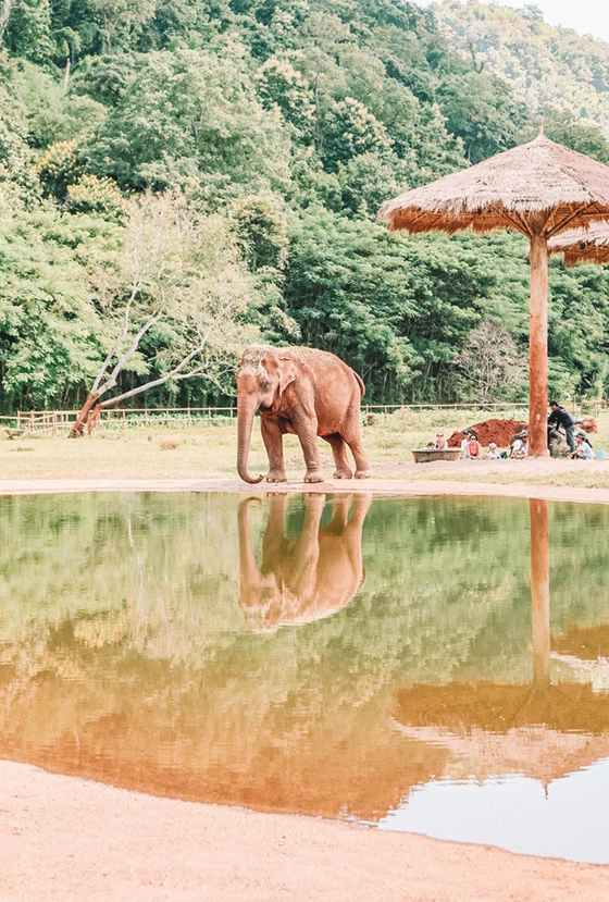 An elephant standing next to a pond.